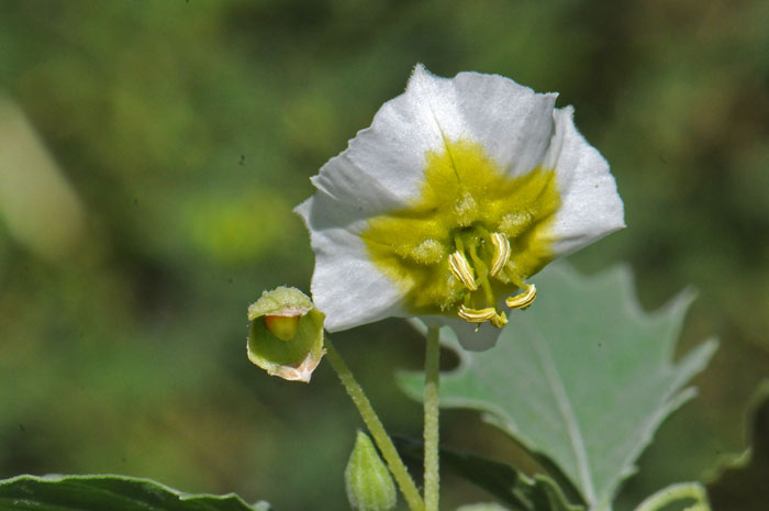 Sharpleaf Groundcherry and other members of the Physalis genus, have showy circular, flattened flowers with a very short tube and spreading lobes. Physalis acutifolia 